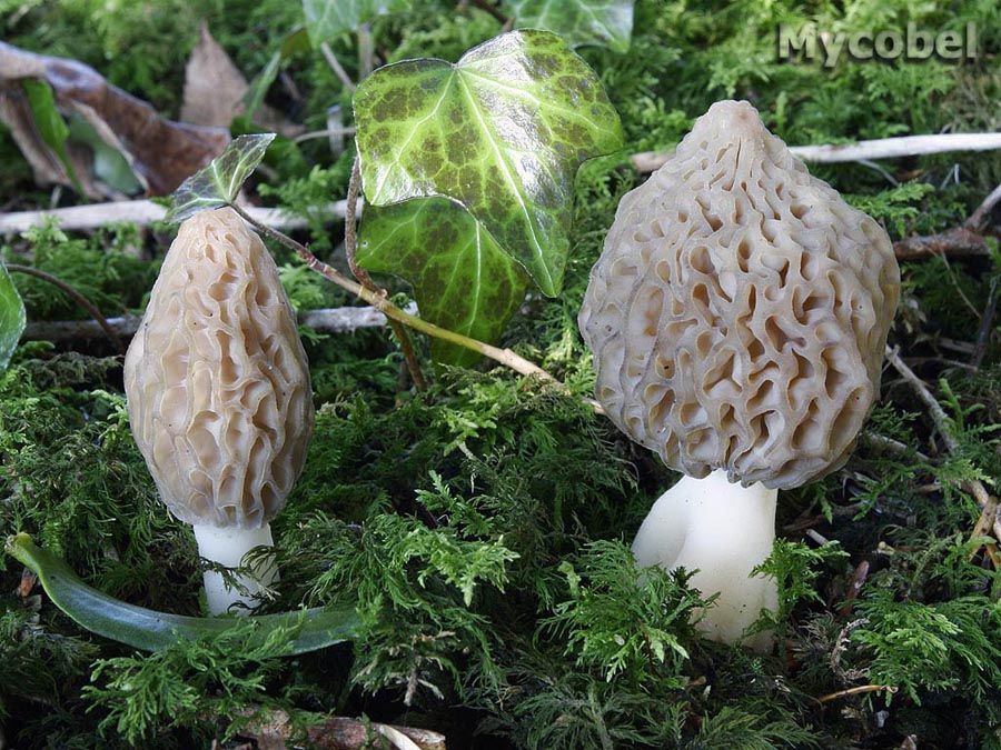  Image name: Morchella_rotunda6.jpg 
 width: 900 pixel 
 height: 675 pixel 
 Size: 210987 bytes 
 Click to enlarge 